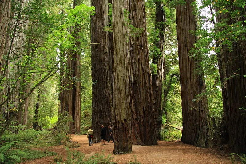 Redwood National and State Parks