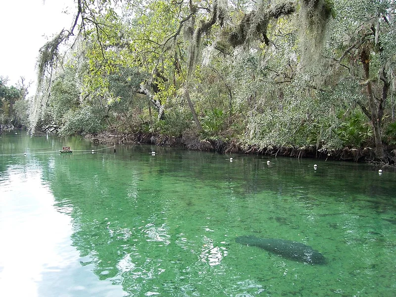 Blue Spring State Park (Manatee Refuge)