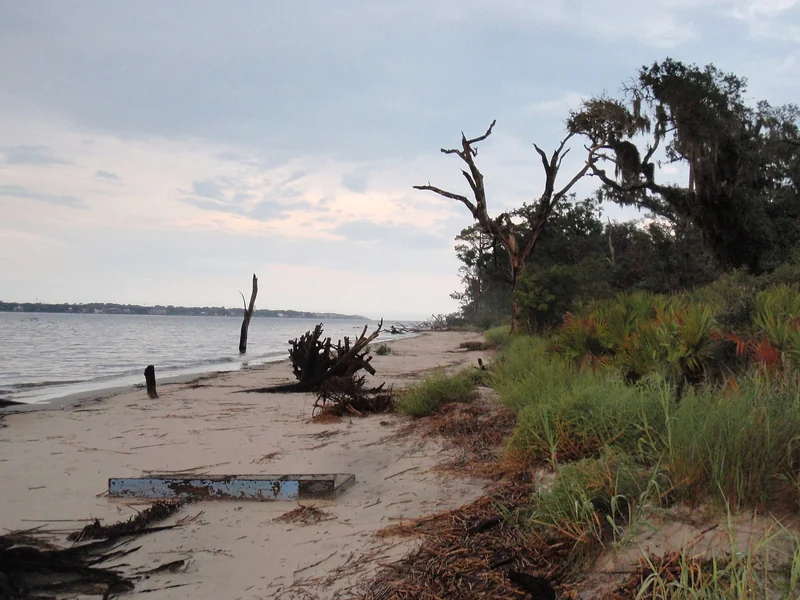 Driftwood Beach (Jekyll Island)