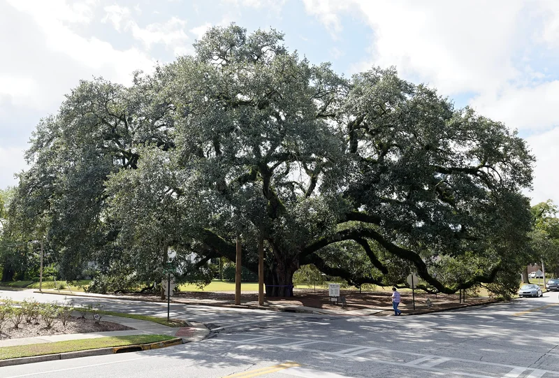 The Big Oak (Ancient Live Oak Tree)