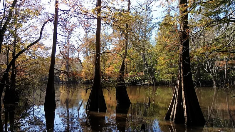 Big Thicket National Preserve