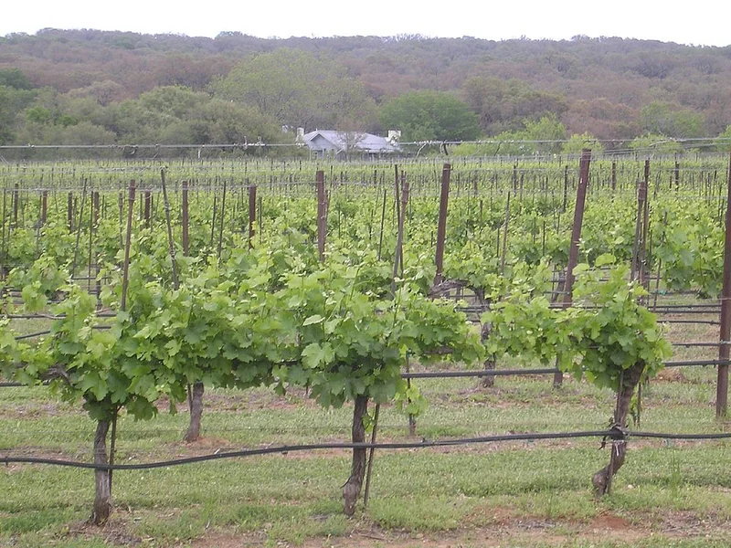 Texas Hill Country Wine Trail